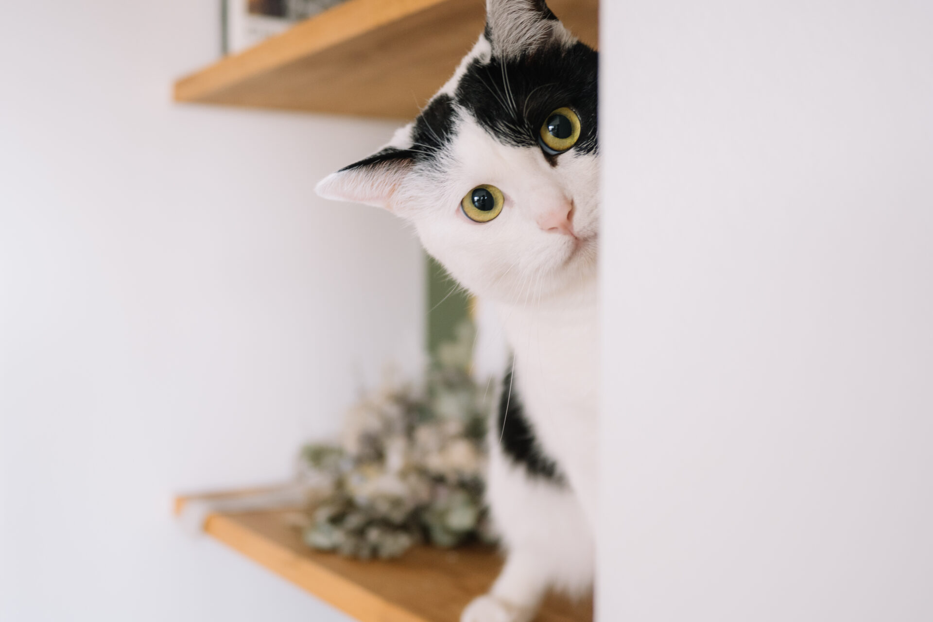 CATS HANNS REICH フォトグラファーによる猫の写真を集めた作品集 古書古本 dessin: CATS（Hanns Reich, Eugen Skasa-Weiss, Hill