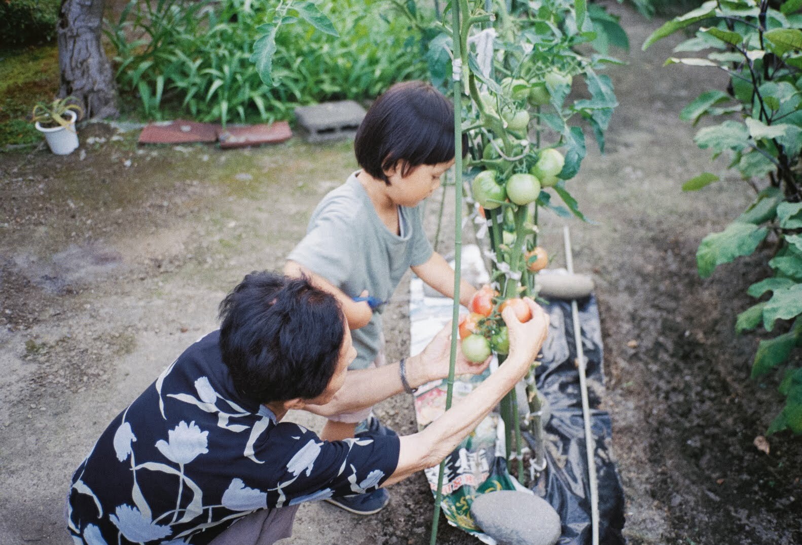 トマトを摘むおばあちゃんと子ども