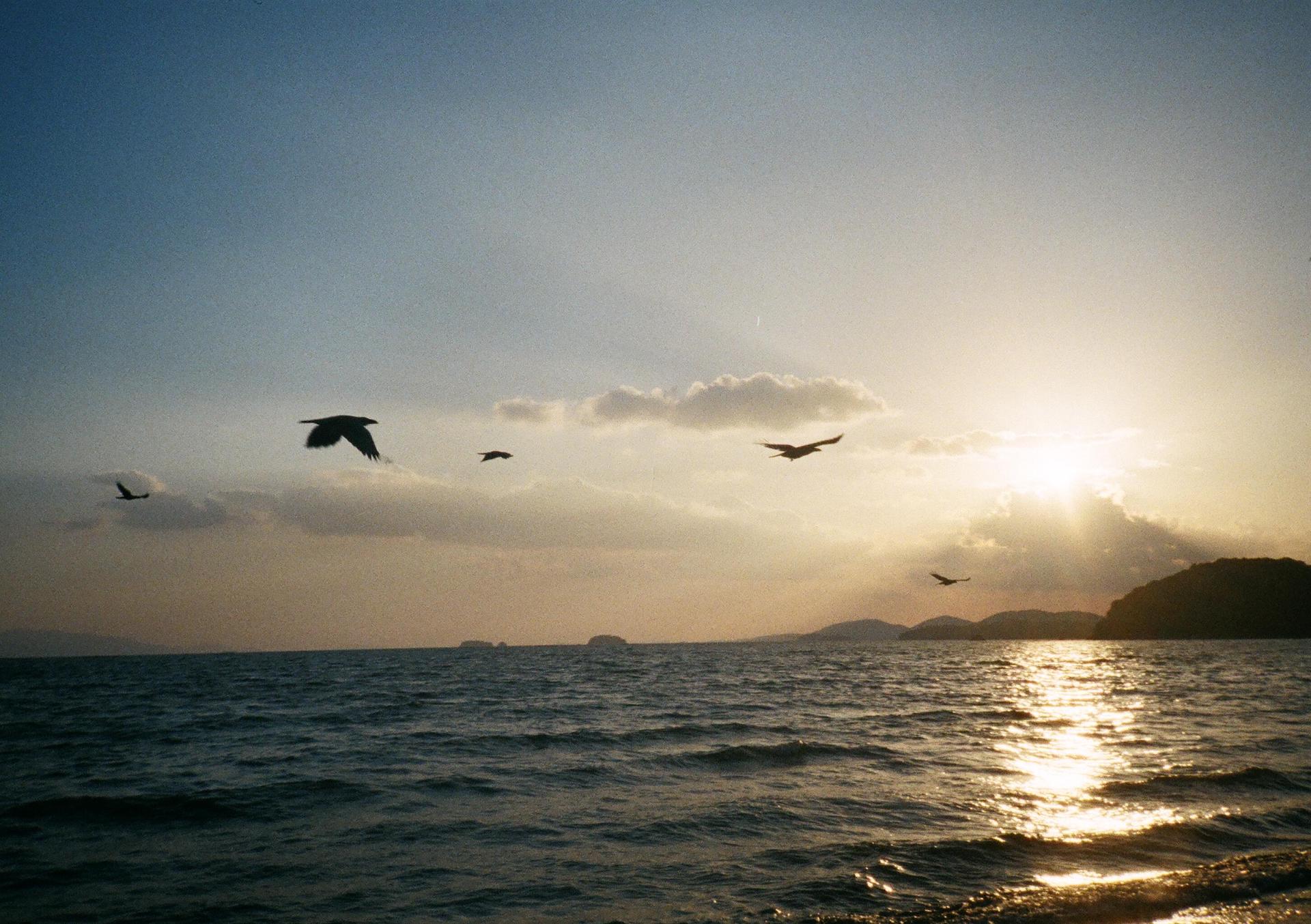 Konica RECORDERで撮る海と鳥