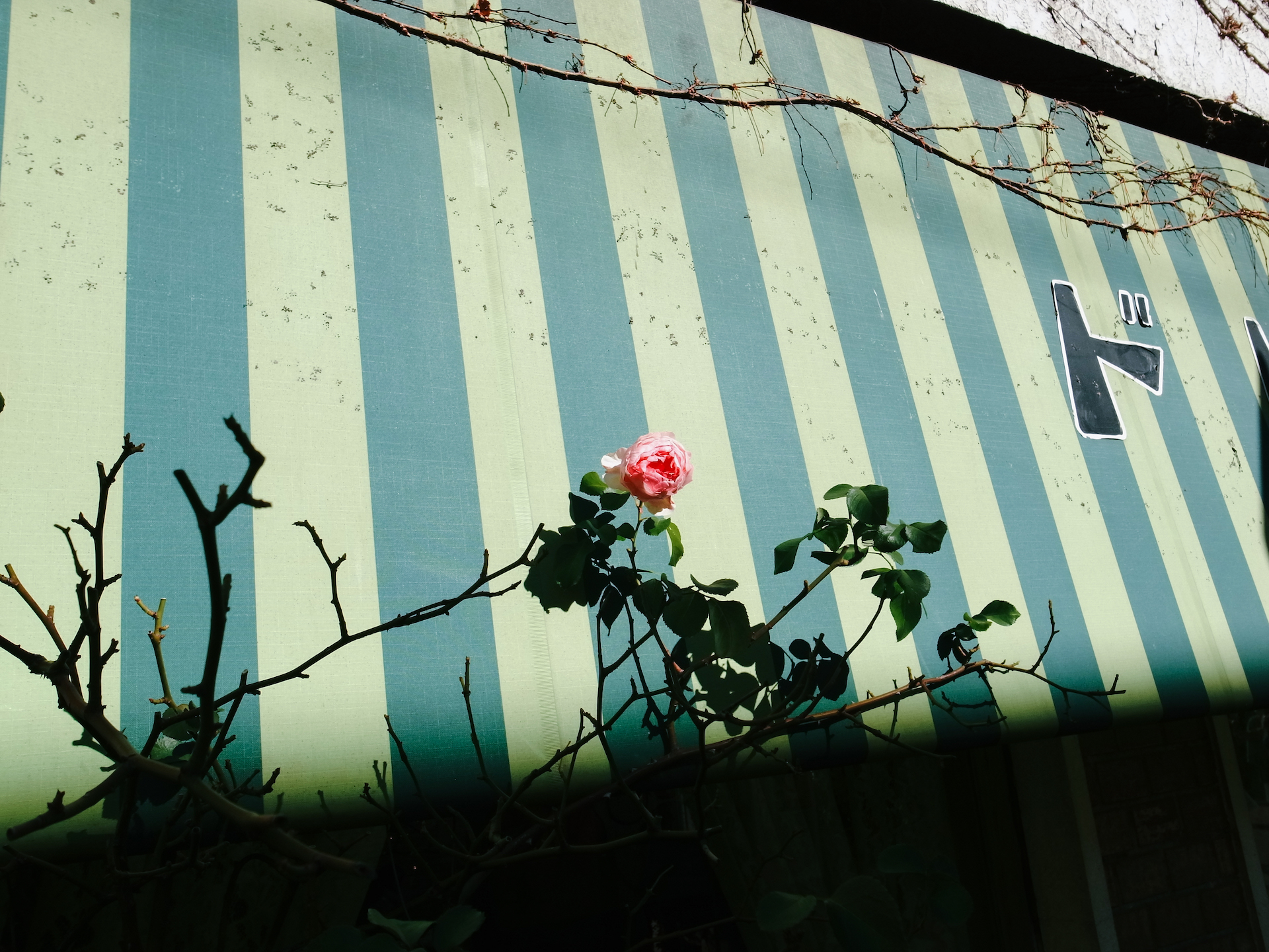 ストライプの壁沿いにあるバラの花のRICOH GR DIGITAL IVの作例
