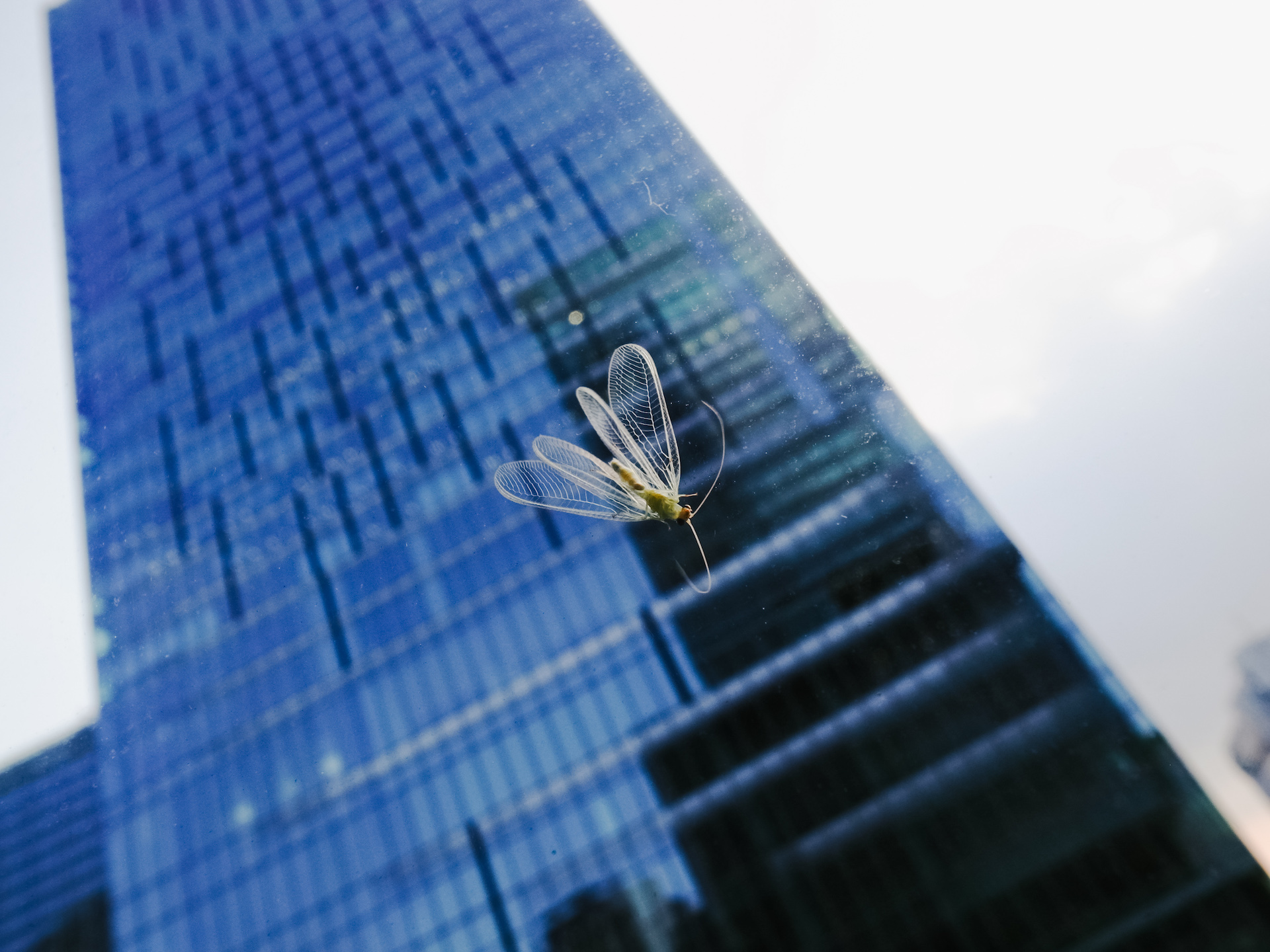背景がビルの手前にあるガラスに止まる虫のRICOH GR DIGITAL IVの作例