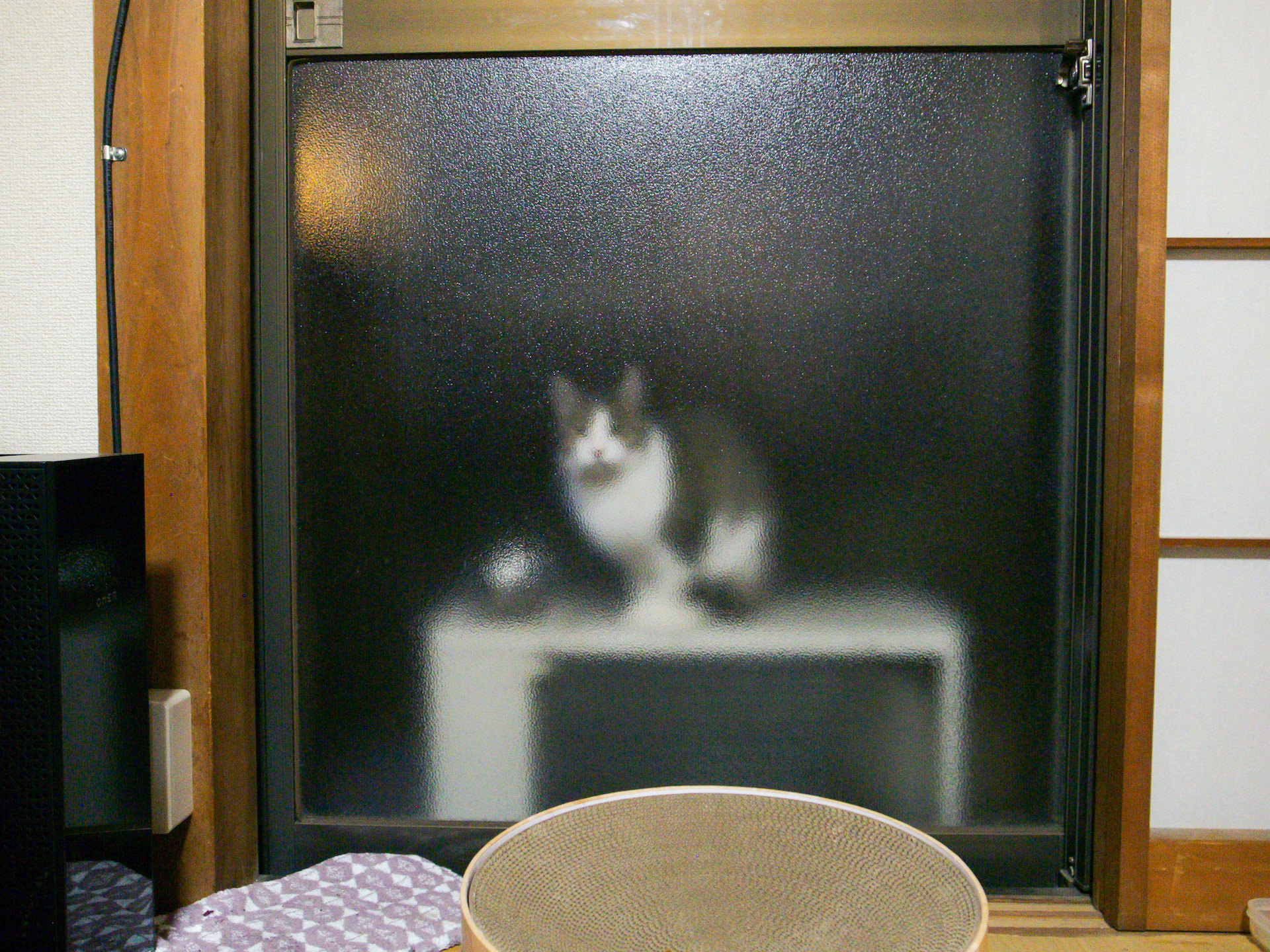 すりガラス越しの猫のRICOH GR DIGITAL IVの作例
