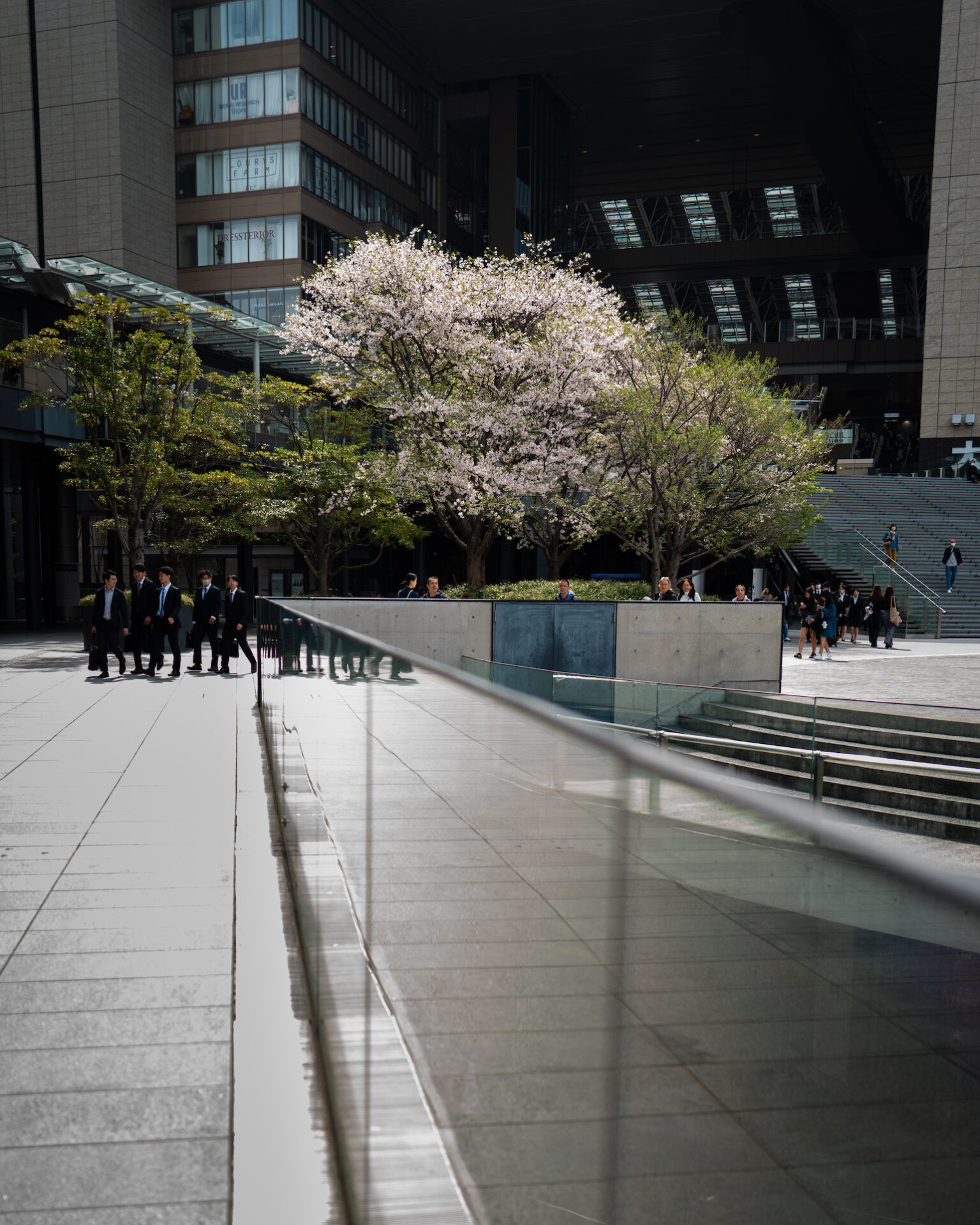 Leica Q3で撮影した作例　ビル前の広場にある桜の木