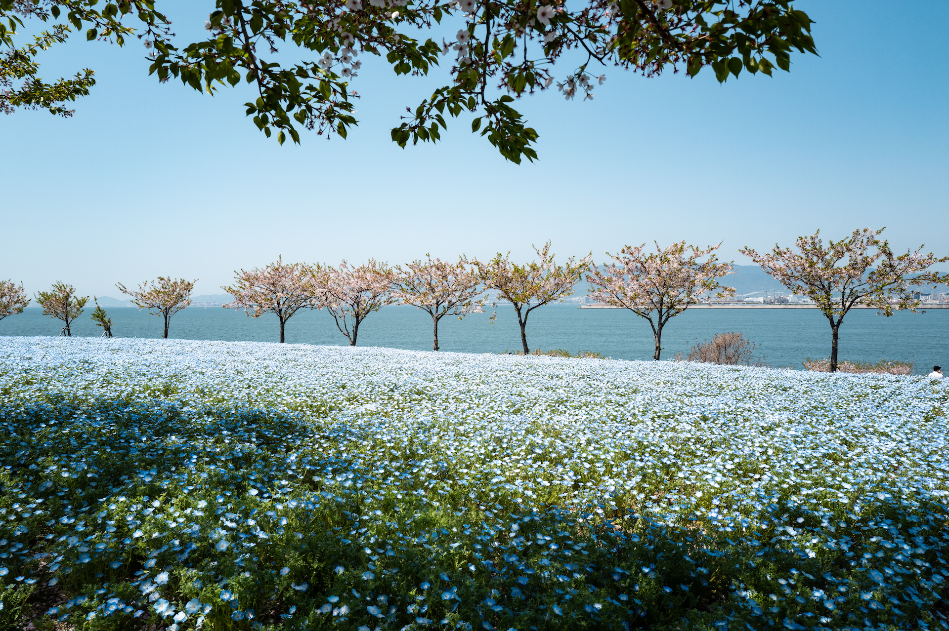 Leica Q3で撮影した作例　青い小さな花と桜の木が並ぶ奥には海