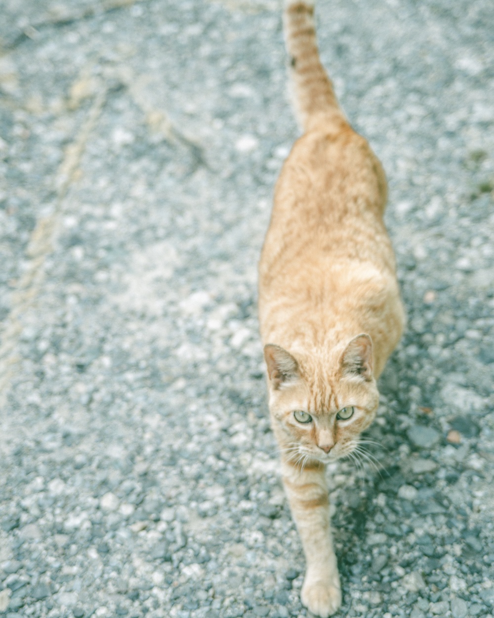 Nikon Zfc × TTArtisan 50mm f/2