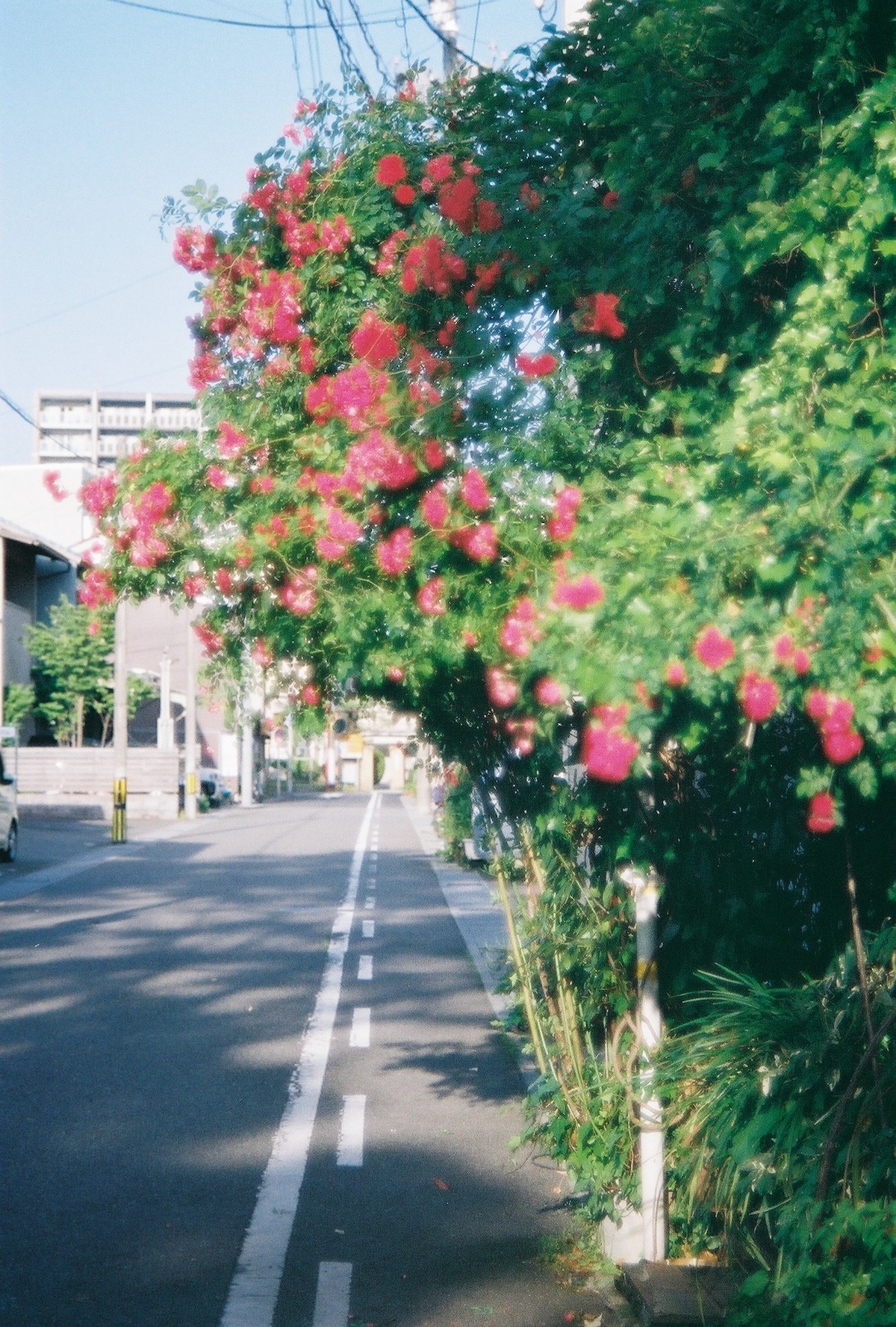 lenz：HELIOS44-2 58mmf2 / film：Kodak Gold200