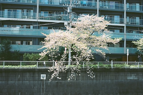 作例レビュー】NikonF6 #わたしのカメラ vol.237｜Nikonのカメラ